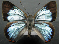 Hypochrysops delicia delicia - Adult